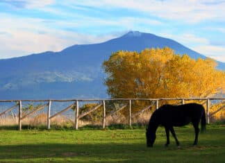 Frodi in agricoltura su fondi Ue: blitz e arresti contro la mafia dei Nebrodi nebrodi cavallo