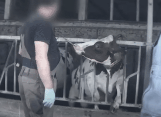 “Food for profit”, il documentario che mostra l’inferno degli allevamenti intensivi in Europa voluto da Big Food allevamenti food for profit