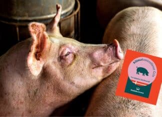 “Maiale a impatto controllato”, come l’industria della carne ci prende in giro MAIALE IMPATTO CONTROLLATO