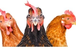 Pollo, con l’allevamento intensivo raddoppiati i grassi. Test su 18 petti POLLO GRASSI TEST