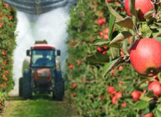 Il 1° maggio in Trentino si cammina insieme per una agricoltura più sostenibile MELE PESTICIDI