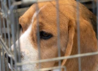 Maltrattamenti animali, sequestrati cani e scimmie nei laboratori di Aptuit