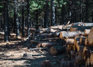 Mangimi da zone deforestate dell’Argentina arrivano anche in Italia