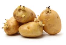 Patate germogliate: solo un tedesco su due conosce il rischio PATATE GERMOGLIATE