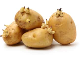 Patate germogliate: solo un tedesco su due conosce il rischio PATATE GERMOGLIATE