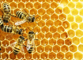 Api, Conapi: “I pesticidi minacciano la vita degli alveari” api miele