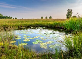 Ue, via libera finale a legge sul ripristino della natura, nonostante il voto contrario dell’Italia natura ambiente