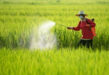 Nel riso indiano troppi pesticidi vietati nella Ue RISO PESTICIDI