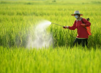 Nel riso indiano troppi pesticidi vietati nella Ue RISO PESTICIDI