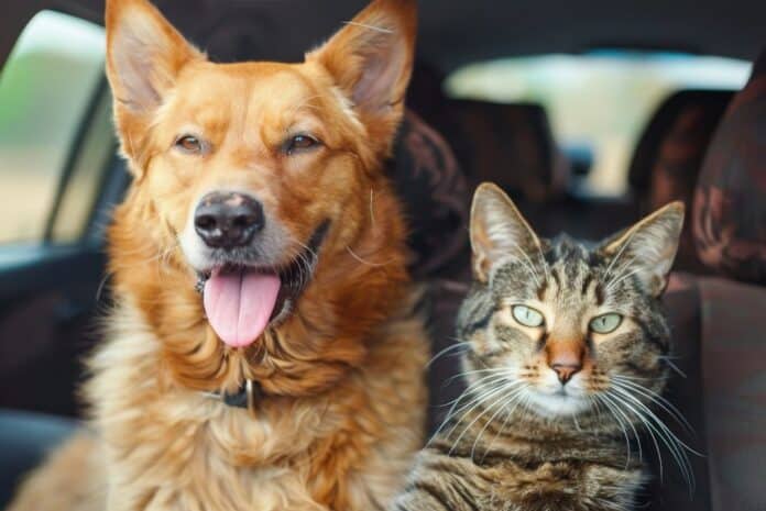 ASSICURAZIONI CANI GATTI ASSICURAZIONI CANI GATTI