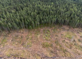 Greenpeace: “Bertolli, Mutti, Lavazza e non solo usano cartone legato alla deforestazione svedese” GREENPEACE MUTTI LAVAZZA
