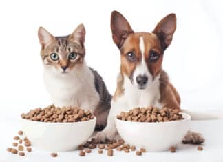 Lo studio: i pericoli della plastica sui nostri animali domestici CANI GATTI ANIMALI DOMESTICI