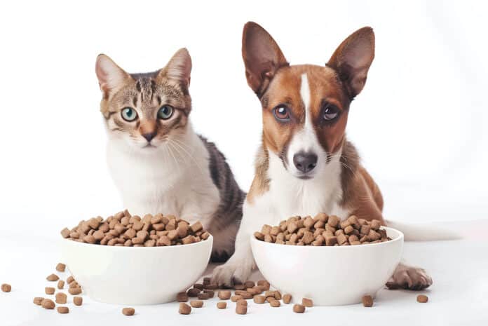 Cute dog and cat with bowls of food on white background. Banner for design CANI GATTI ANIMALI DOMESTICI