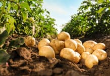 Pesticidi nelle patate “ecologiche” con la coccinella: l’inchiesta della rivista Saldo PATATE
