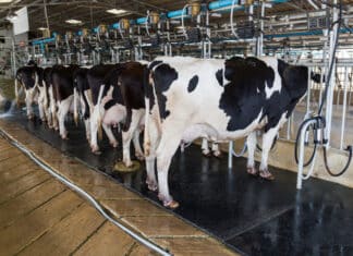 “Più metano di Eni & C.”, le accuse di Greenpeace a Cremonini e ai big della carne carne