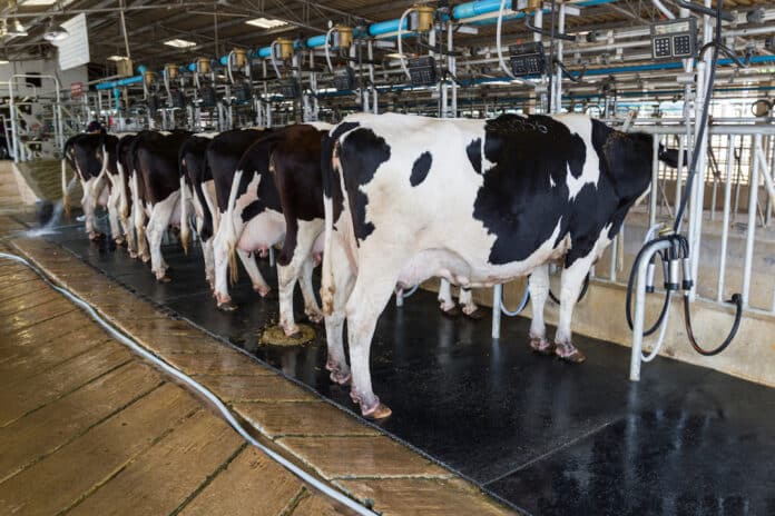 allevamenti Cow milking facility, Milking cow with milking machine modern carne