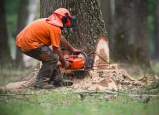 Wwf: Il 90% della deforestazione è causato dall’alimentazione umana deforestazione