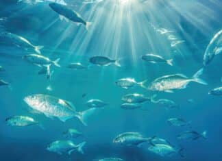 pesce