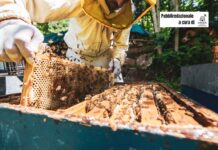 Miele biologico: il sapere che protegge la natura