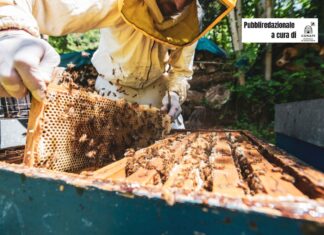 Miele biologico: il sapere che protegge la natura