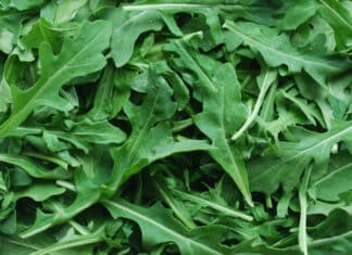 Rucola italiana contaminata da salmonella: 16 infettati in Austria RUCOLA SALMONELLA