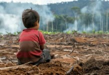 Il naufragio annunciato delle regole europee antideforestazione DEFORESTAZIONE