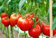 Maxi sequestro di semi di pomodoro e peperoncino cinesi venduti come italiani