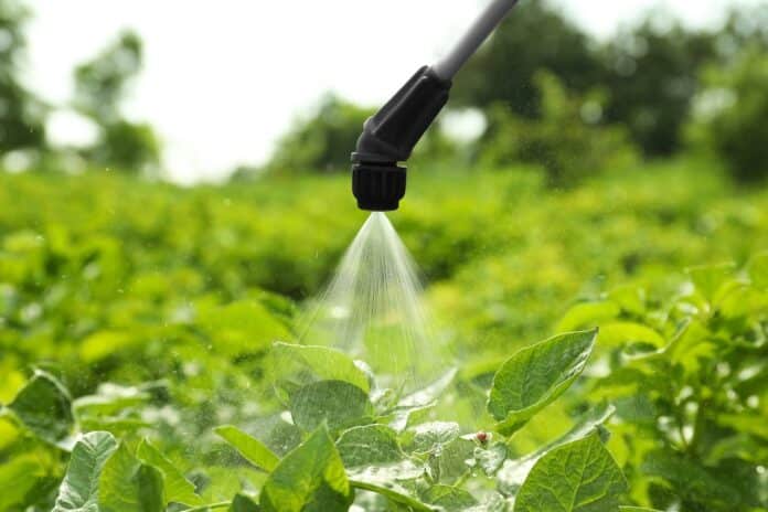 pesticidi Spraying pesticide onto plant with colorado potato beetle larvae outdoors pesticidi