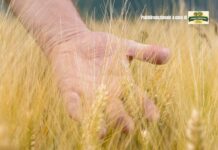 Grano 100% italiano: la tradizione che diventa eccellenza con La Pasta di Camerino