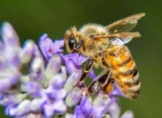 Fertilizzanti: ci stiamo tirando la zappa sui piedi? FERTILIZZANTI pesticida