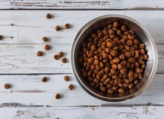 Carne coltivata, a Londra arrivano i primi bocconcini per animali domestici