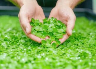 Entra nella dieta europea la duckweed: la lenticchia d’acqua DUCKWEED