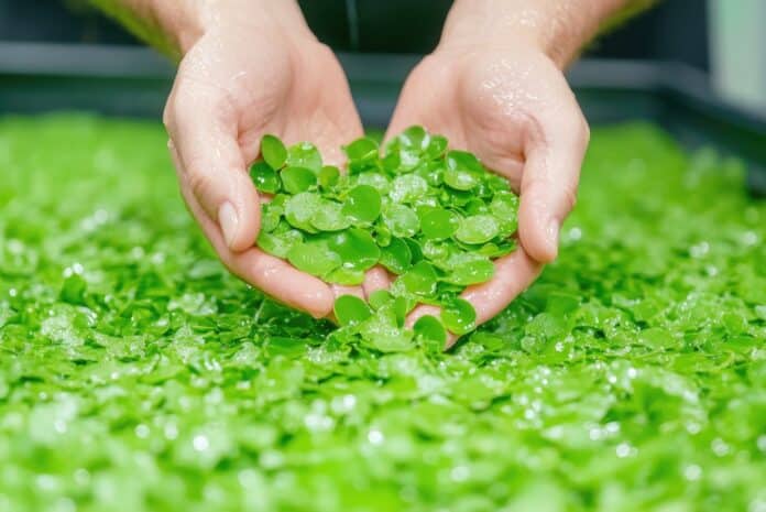 Close-Up of Hands Harvesting Cultivated Duckweed from Hydroponic Basin DUCKWEED
