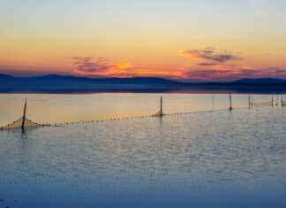 Orbetello, l’invasione dei moscerini è provocata dai fertilizzanti ORBETELLO MOSCERINI FERTILIZZANTI