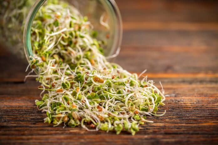 Mix of fresh sprouts SEMI GERMOGLIATI
