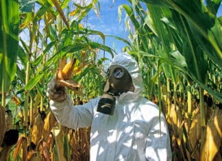 Il costo nascosto del mais Ogm per gli agricoltori Usa MAIS OGM