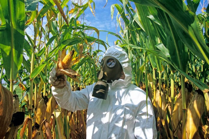 HOMMES DANS UN CHAMP EN TENUE DE PROTECTION CHIMIQUE, BACTERIOLOGIQUE, OGM, INSECTICIDES, PESTICIDES, MAIS, MAIS TRANSGENIQUE MAIS OGM