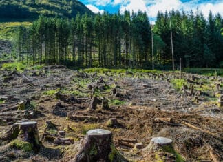 Carne e deforestazione dell’Amazzonia: la promessa impossibile di JBS