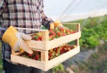 Diritti e ambiente, il costo nascosto delle fragole fragole