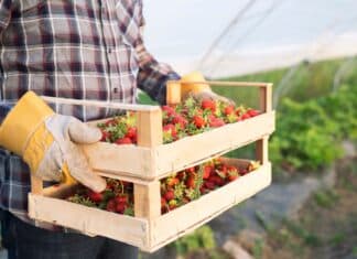 Diritti e ambiente, il costo nascosto delle fragole fragole