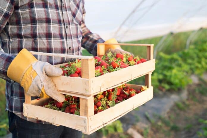 Shot of an unrecognizable farmer in casual clothing carrying crate full of freshly harvested strawberries. Close up view of strawberry fruit in greenhouse growing field. Organic fruit production. fragole