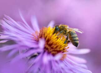 Così le api assorbono i metalli tossici accumulati nei fiori. Lo studio: bonificare le aree urbane api