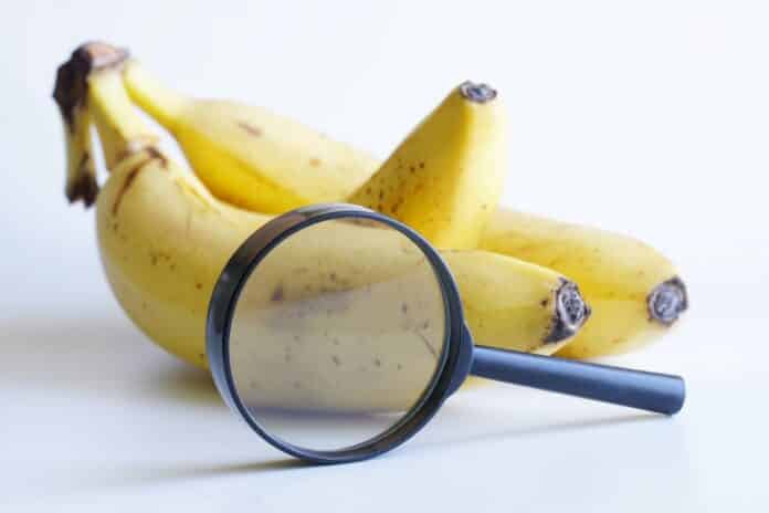 Yellow fresh bananas and a magnifying glass on a light background. Checking the ripeness of fruits. Quality examination and research of bananas. Pre-sale preparation. Selective focus. PESTICIDI VIETATI BANANE