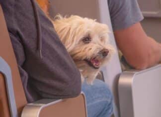 Animali di grossa taglia in cabina. Enac approva il via libera, ma per vederli in volo bisogna aspettare animali