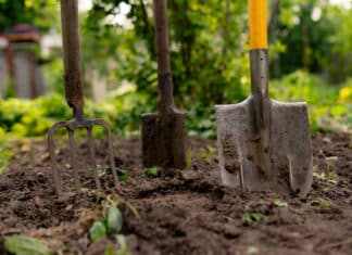 Condominio: chi deve intervenire se non c’è cura nel giardino privato? CONDOMINIO GIARDINO PRIVATO