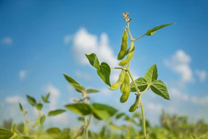 Young soybean pods in a soybean field on a sunny day. ogm