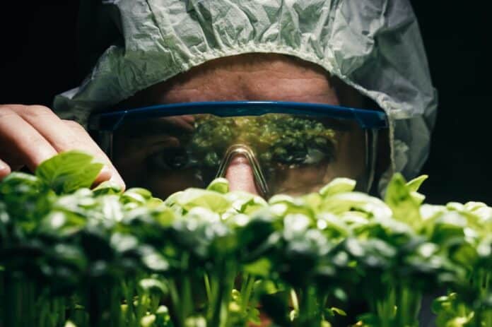 Scientist analyze OGM genetically modified plants ogm