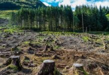 Deforestazione, Greenpeace: “Lavazza e Mondelēz vogliono sabotare il regolamento Ue”. La petizione deforestazione