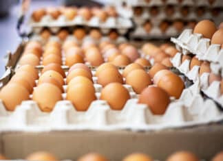 Salmonella nelle uova italiane, è allerta in tutta Europa