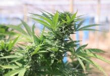 Cannabis light, sequestri e distruzione arbitraria delle piante nei campi cannabis